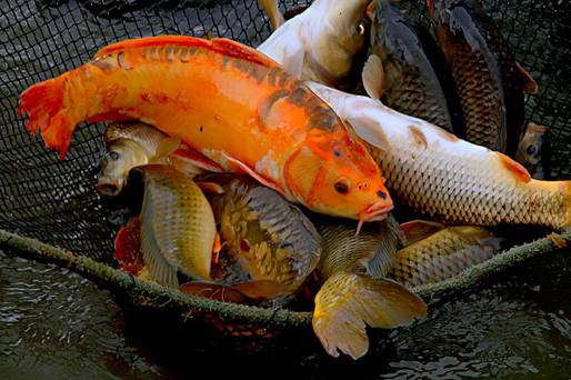 Resultado de imagem para Pescadores venderão peixe mais barato às vésperas da Semana Santa