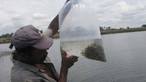 Pescadores de Piritiba recebem 60 mil alevinos de tambaquis