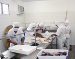 O Terminal Pesqueiro da Bahia Pesca (empresa vinculada  Secretaria de Agricultura) em Sobradinho alcanou, no primeiro trimestre, a marca de 462 toneladas de pescado beneficiados, nmero 57% maior que o obtido no mesmo perodo de 2017.