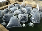 Produtores rurais de Canavieiras recebem 20 mil peixes