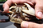 Produo de caranguejos da Bahia Pesca cresce 40%