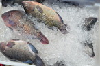Pescadores vendero peixes mais baratos s vsperas da Semana Santa