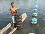 Marisqueiras de Maragogipe participam de curso de extenso de ostreicultura