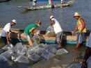 19Mangues de Santo Amaro recebem um milho de filhotes de caranguejos