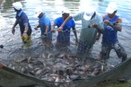 Bahia Pesca disponibiliza online curso gratuito de piscicultura